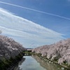 河川敷の桜が満開🌸