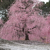 まるで雪の中