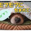 【365日】快適な睡眠時間をゲット!私のモフモフ探し【毛布生活】