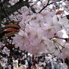 桜～平野神社その４