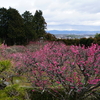 正法寺の梅林