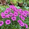 マロニエの花咲く