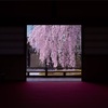 桜旅 京都 高台寺・河桜編