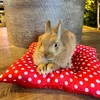 群馬で唯一のふくろうカフェ！かわいいフクロウやうさぎさんをモフりまくれる癒しの空間。【ふくろうカフェ楽園（高崎・棟高町）】