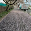 競技会の熱気と桜絨毯