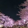 東京ミッドタウンの夜桜ライトアップ 桜満開で綺麗でした