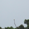 キバタン Sulphur-crested Cockatoo
