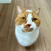 【2024年6月】るるもなのヘルスチェック。