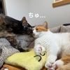 目の前で鼻ちゅー。