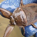 ふなのぼりの生物 雑語り