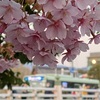 しあわせのピンクの桜🌸