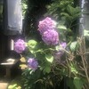 紫陽花