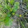 Ranunculus muricatus　トゲミノキツネノボタン