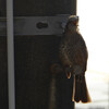 京都のヒヨドリ：Brown-eared bulbul in Kyoto