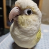 【インコ達】ギンちゃんとの出会い