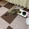 ねこまるスタイル