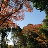 六甲山系）高座金清橋バス停→極楽谷→平野谷西尾根→平野谷東尾根→五宮神社→宇治川→元町駅。（二本松林道通行不可）
