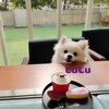 LuLuと犬用ケーキ