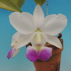 Cattleya walkeriana  f.s/a `December Queen'  BM/JOGA