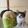 おすすめ！【北山正積商店】ペットブラシ