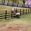 牧歌の里　動物も見頃だったりします。