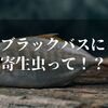 ブラックバスに寄生虫がいる！？【食べると危険なのか真相が知りたい！！】
