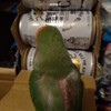 生えたい背中……