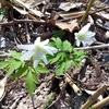 野の花