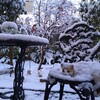 初雪、初カステラ