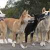 30 Furry & little known facts about Dingoes