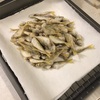 浜名湖 舞阪港近辺 釣り 20200530