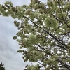 グリーンの桜ってある？