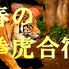 春虎🐯春休み練習会企画