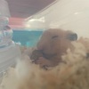 お仕事、トケました。コタ浄化！