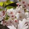 桜、特にソメイヨシノの花と葉が開くタイミングについて