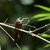 三たびアカオキリハシ(Rufous-tailed Jacamar)