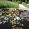 17. 大学の植物園