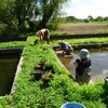  なぜ沈水植物がはえないのか