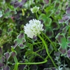 ブラッククローバーの花言葉は「幸運」