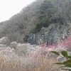 探梅―幕山