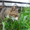 7月前半の #ねこ #cat #猫 その2