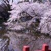 サクラ　開花状況（最終回）