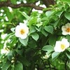 わが歌集からー樹木(1/11)