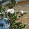 山茶花・朝倉2013
