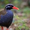 ヤンバルクイナに関する雑学！