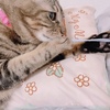 セルフなお遊び