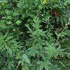 Agrimonia pilosa var. japonica　キンミズヒキ