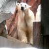 ガラスがきれいになったホッキョクグマ舎
