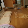 最近のうちの猫たち