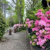 今年(2025)春の花 ここに載せきれなかった分を折角なので少し復活